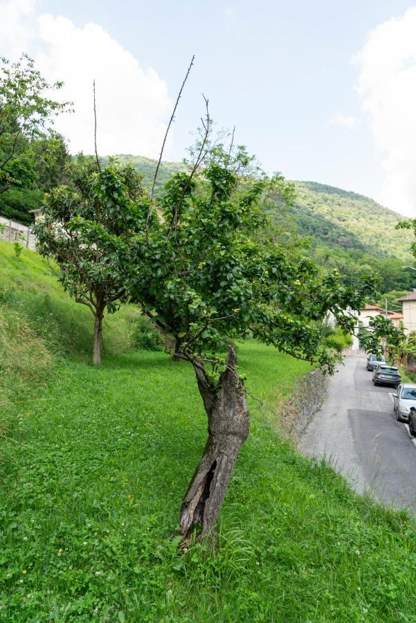 Lago Maggiore A 10 Minuti "Cascina Lavanda" Casalzuigno المظهر الخارجي الصورة